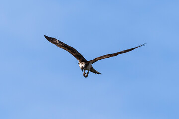 Balbuzard pêcheur, Pandion haliaetus, Western Osprey