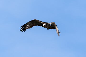 Balbuzard pêcheur, Pandion haliaetus, Western Osprey