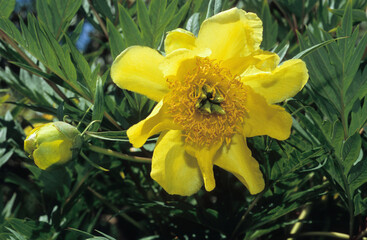 Paconia lutea, Pivoine