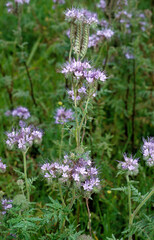 Obraz premium Phacelia tanacetifolia, Phacélie