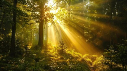 Obraz premium Sunbeams breaking through the trees, creating a magical atmosphere in the forest.