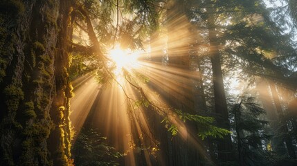 Fototapeta premium Sunbeams streaming through the forest canopy, highlighting the textures of tree bark and leaves.