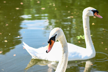 elegant swans enjoying a leisurely swim on a peaceful pond