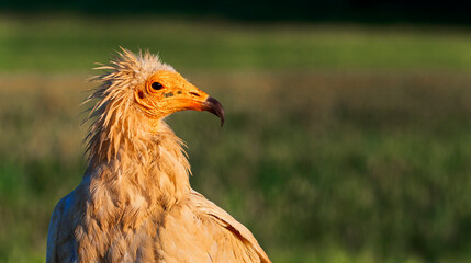 Egyptian Vulture, Neophron percnopterus, Agricultural Fields, Castilla y Leon, Spain, Europe