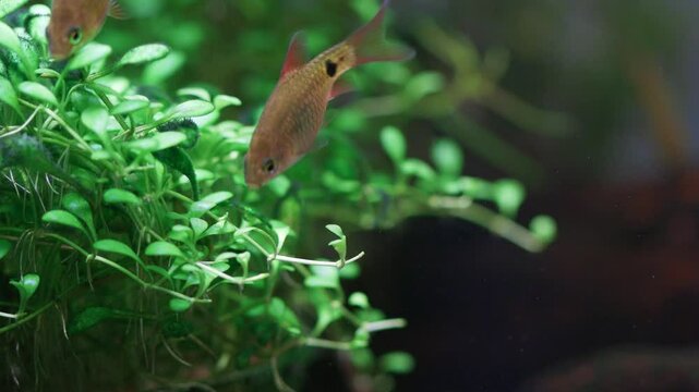 Macro view fish fry longtail barb Pethia Conchonius. Aquarium fish eats the algae that grows on the leaves of Glossostigma Elatinoides. Tropical freshwater aquarium tank