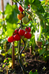 Cherry tomato plant with ripe and unripe tomatoes growing in a vegetable garden