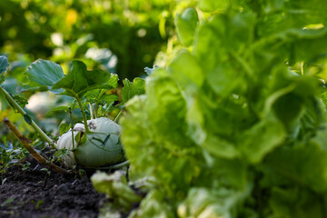 Kohlrabi growing on the ground in a vegetable garden surrounded by green leaves