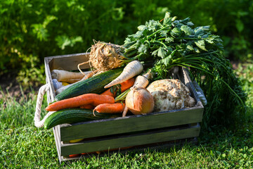 Fresh organic vegetables are overflowing from a wooden crate in a garden