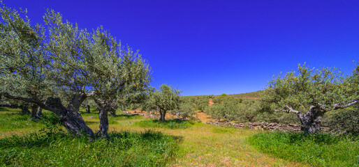 Olives Trees Plantation, Olea europea, Arribes del Duero Natural Park, SPA, SAC, Biosphere Reserve,...
