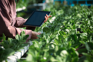 Female farmer inspecting her smart farm grain field. technology and send data to the cloud from the tablet. in the analysis and control of plant quality in the soil smart digital agriculture