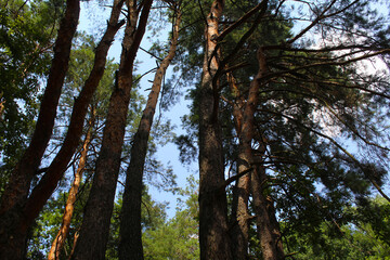 Fototapeta premium trees in the woods, trees in the forest