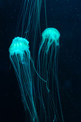 Glowing jellyfish swimming in the deep blue sea