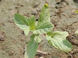 Beautiful green leaves of mint or Beautiful green leaves of Mentha plant in the garden.Mint leaves pattern background 