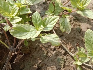 Beautiful green leaves of mint or Beautiful green leaves of Mentha plant in the garden.Mint leaves pattern background 