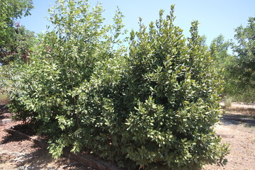 Laurus lobilis tree in a park

