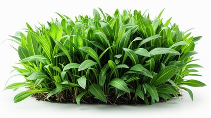 Fototapeta premium Lush Green Grass