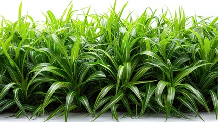 Fototapeta premium Green Grass Blades