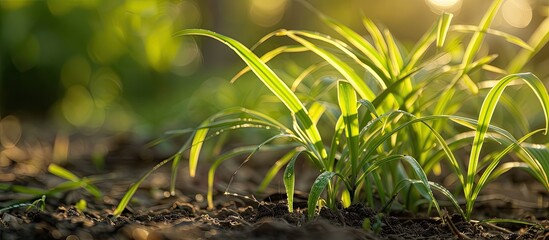 Close up photo of Panic grass or Panicum on the ground shot with natural light highlighting selective focus. with copy space image. Place for adding text or design