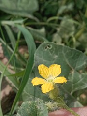 cucumis melo flower or Melon flower or yellow flower of the Muskmelon in the garden 