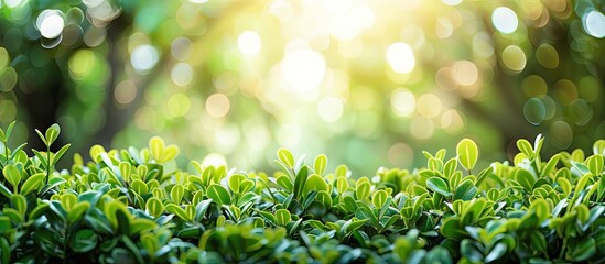 Obraz premium Lush green garden background with bokeh effect ideal for copy space image