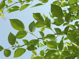 leaves pattern of dalbergia sissoo. North Indian rosewood leaves.shisham leaves pattern background