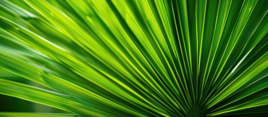 Obraz premium Photo of a palm tree s green leaf with copy space image available