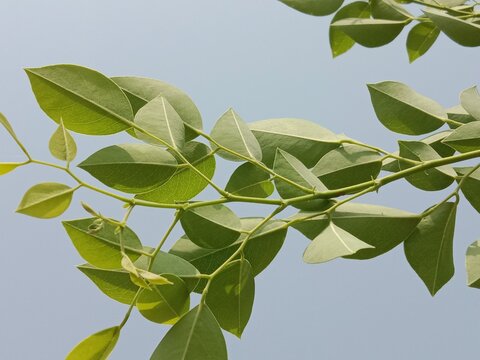 leaves pattern of dalbergia sissoo. North Indian rosewood leaves.shisham leaves pattern background