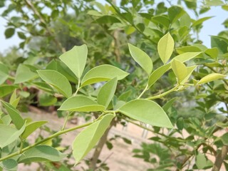 leaves pattern of dalbergia sissoo. North Indian rosewood leaves.shisham leaves pattern background
