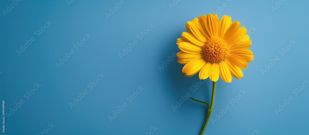 Poster isolated yellow calendula flower on a blue backdrop with copy space image