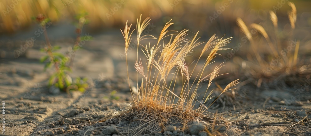 Poster Close up photo of Panic grass or Panicum on the ground shot with natural light highlighting selective focus. with copy space image. Place for adding text or design