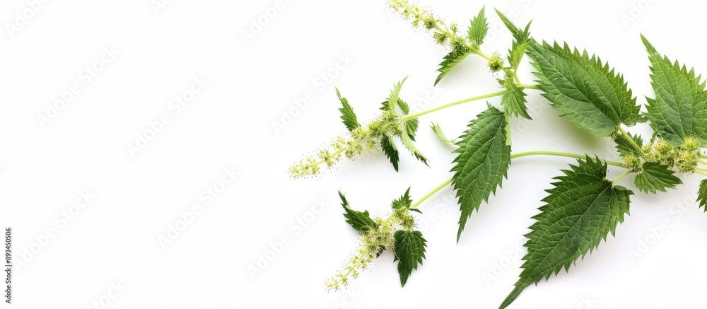 Poster Flowering nettle branch displayed on a white backdrop with ample space for additional content in the image