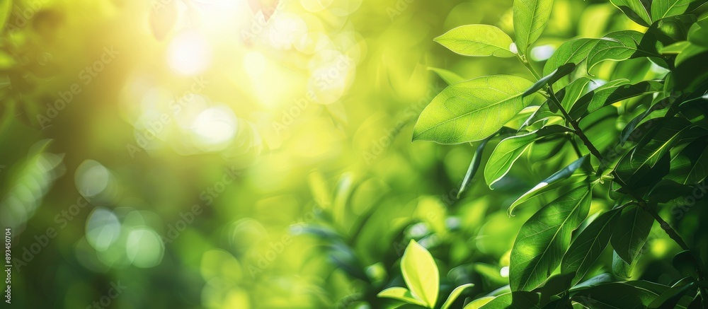 Fototapete soft and smooth material in a green natural setting with a bright blurry abstract of natural light i