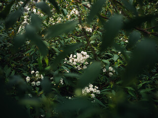 Flowers in the garden