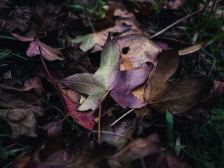 Autumn leaves