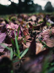 Autumn leaves
