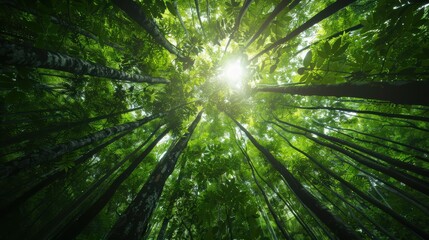 A breathtaking view of a green forest canopy with sunlight breaking through the leaves, capturing the essence of natural beauty, vitality, and the tranquil forest ambiance.