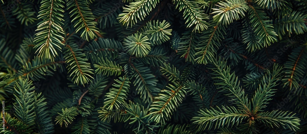 Poster Festive Christmas fir tree background with ample copy space image showcasing the texture of the branches