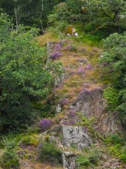 Gorges de la Vézère en Corrèze .