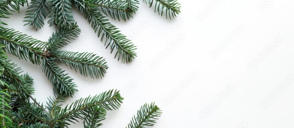 Poster Christmas fir tree branches in green against a white backdrop with copy space image