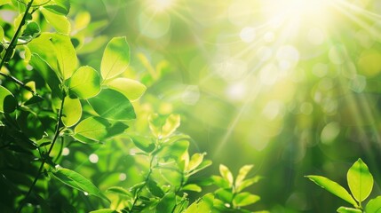 Naklejka premium Eco-friendly natural abstract background with sunlight