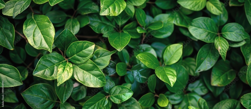 Poster background with lush green leaves providing copy space image