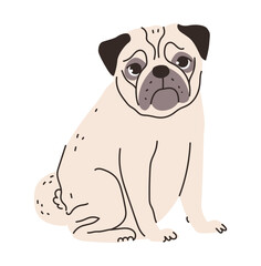 Flat vector illustration of a cute pug. This adorable breed is wrinkled face and short snout, perfect for pet and family-themed projects