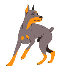 Illustration of a protective doberman with its characteristic sleek fur and muscular body.  Flat vector illustration isolated on white background