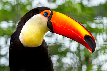 Fototapeta premium Toucan Toco