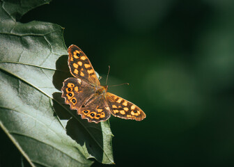 Close up of orange butterfly on a leaf