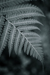 Close up of a fern in the forest