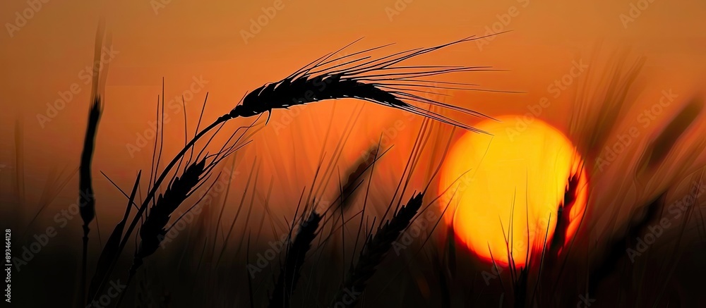 Aufkleber A single ear of wheat set against a sunset backdrop is captured in a dark exposure with ample copy space image.