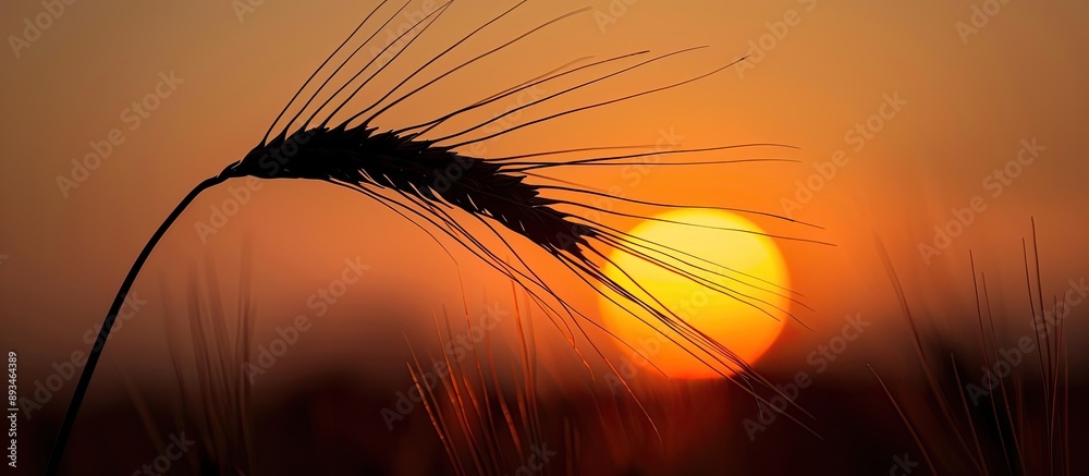 Poster A single ear of wheat set against a sunset backdrop is captured in a dark exposure with ample copy space image.