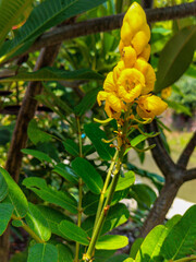 Yellow flower in sunlight. Waiting time to bloom beautiful. Selective focus.
