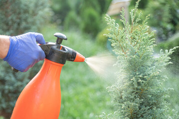 Treatment of ornamental plants from diseases and pests.